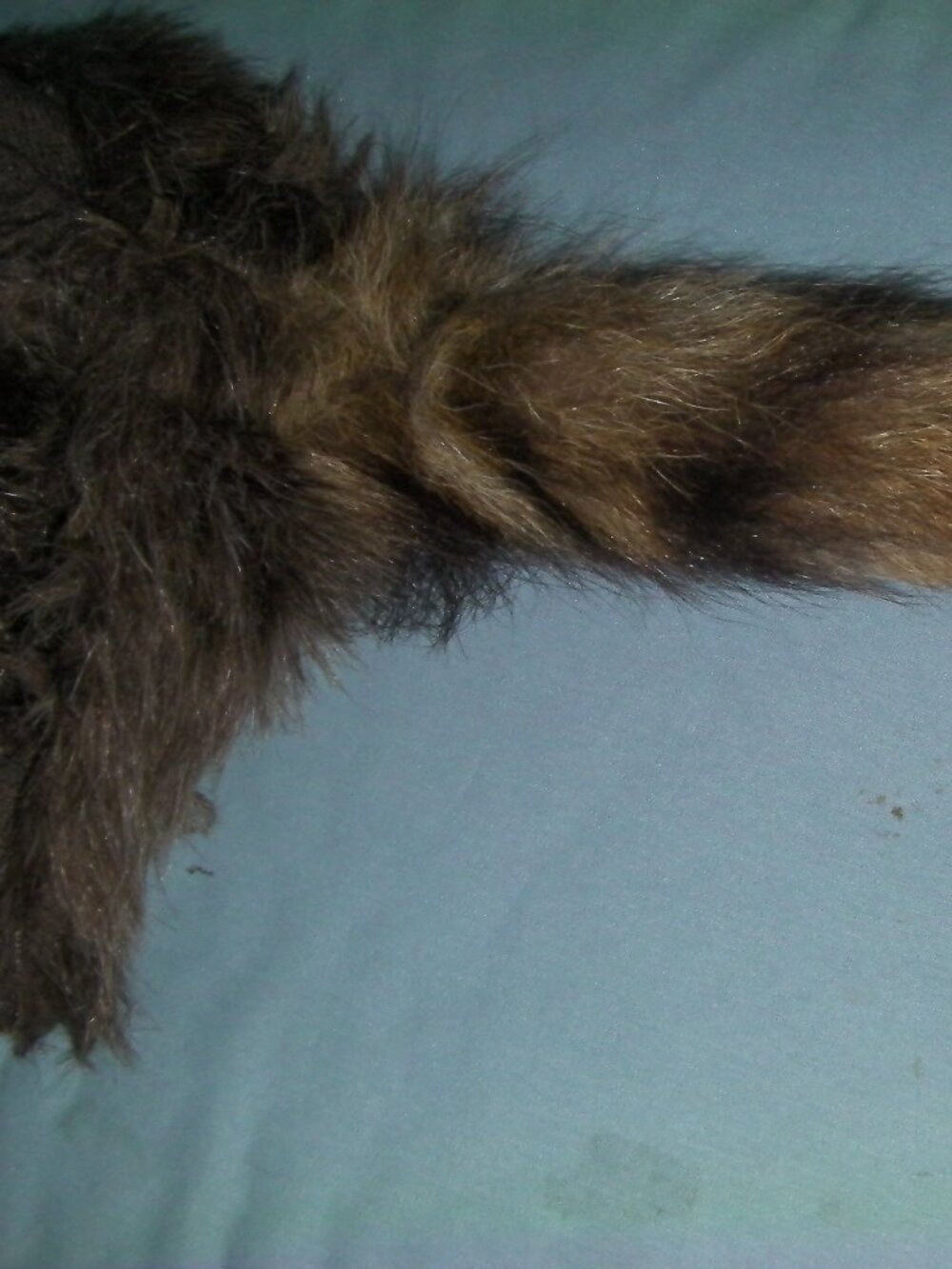Coonskin Cap, Racoon Tail - Picture 7 of 7